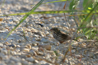 Savannah sparrow - (Passerculus sandwichensis)