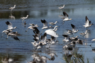 American avocet  - (Recurvirostra americana)