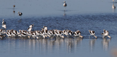 American avocet  - (Recurvirostra americana)