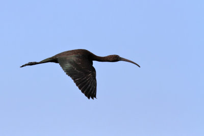Glossy ibis - (Plegadis falcinellus)