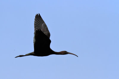 Glossy ibis - (Plegadis falcinellus)