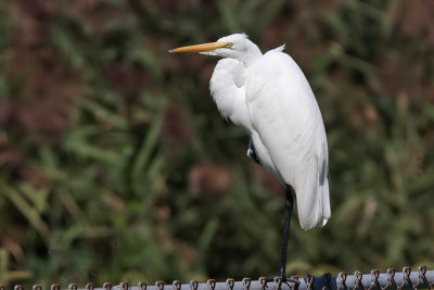 Great egret - (Ardea alba)