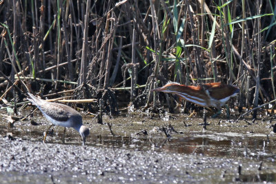 Least bittern - (Ixobrychus exilis)