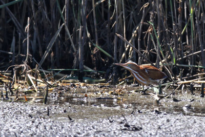 Least bittern - (Ixobrychus exilis)