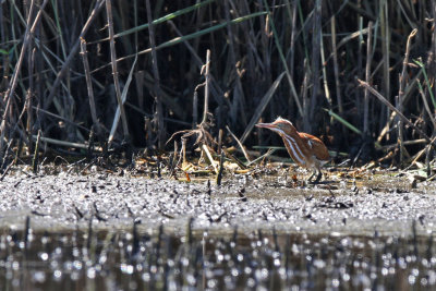 Least bittern - (Ixobrychus exilis)