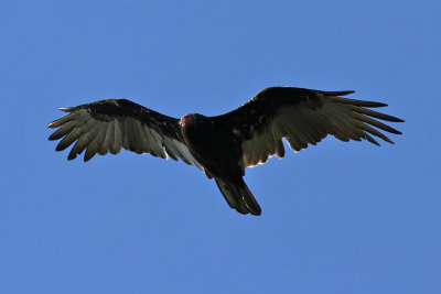 Turkey vulture - (Cathartes aura)