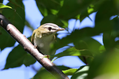 Red-eyed vireo - (Vireo olivaceus)