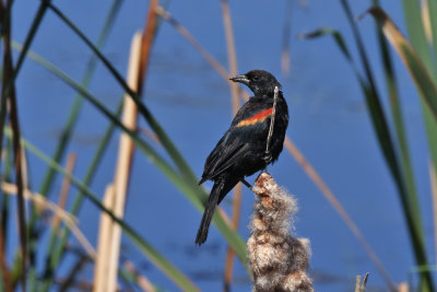 Red-winged blackbird - (Agelaius phoeniceus)