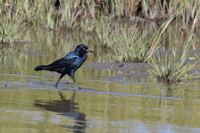 Boat-tailed grackle - (Quiscalus major)