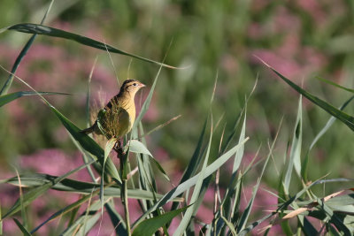 Bobolink - (Dolichonyx oryzivorus)