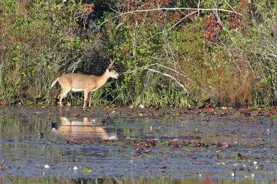 Various animals USA