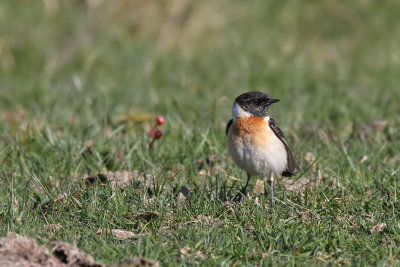 Vitgumpad buskskvtta - Caspian Stonechat (Saxicola maurus hemprichii)