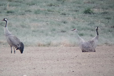 Prärietrana - Sandhill Crane (Grus canadensis)