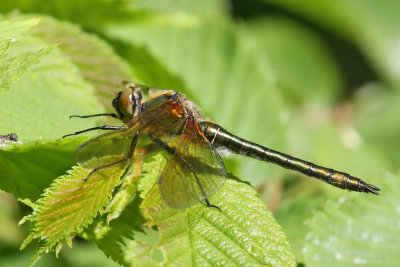 Guldtrollslnda - Downy Emerald (Cordulia aenea)