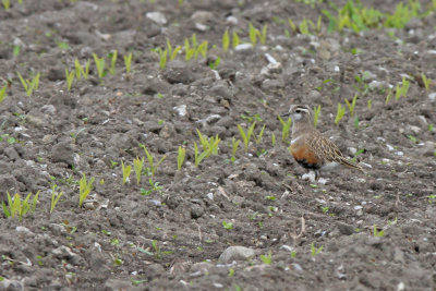 Fjllpipare - Dotterel (Charadrius morinellus)