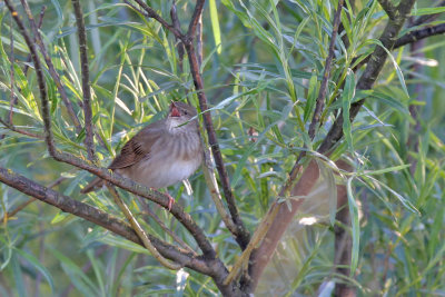 Flodsngare - River Warbler	(Locustella fluviatilis)