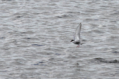 Skäggtärna - Whiskered tern (Chlidonias hybridus)