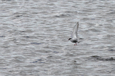 Skggtrna - Whiskered tern (Chlidonias hybridus)