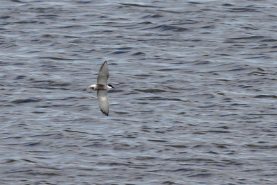 Skggtrna - Whiskered tern (Chlidonias hybridus)