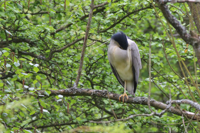 Natthger - Night Heron (Nycticorax nycticorax)