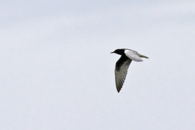 Vitvingad trna - White-winged Black Tern (Chlidonias leucopterus)