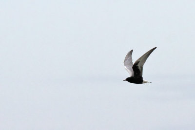 Vitvingad trna - White-winged Black Tern (Chlidonias leucopterus)
