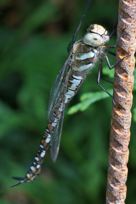Höstmosaikslända - Migrant hawker (Aeshna mixta)