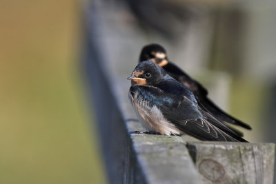 Ladusvala - Barn swallow (Hirundo rustica)