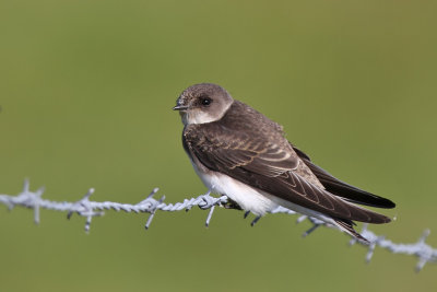 Backsvala - Sand Martin (Riparia riparia)