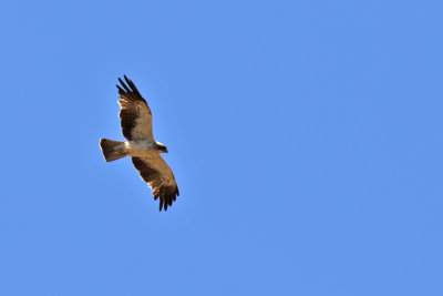 Dvrgrn - Booted eagle (Aquila pennata)