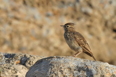 Lagerlrka - Thekla lark (Galerida theklae)