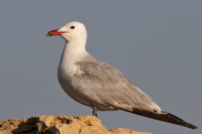 Rdnbbad trut - Audouin's gull (Ichthyaetus audouinii) 