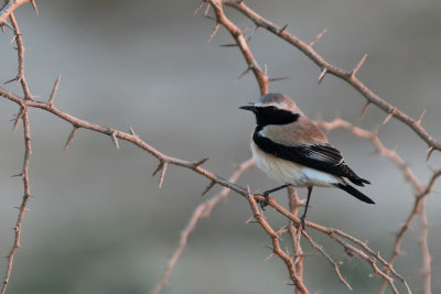 Desert Wheatear (Oenanthe deserti) 