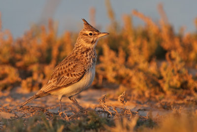 Crested Lark (Galerida cristata)