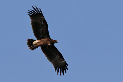 Greater Spotted Eagle (Aquila clanga)