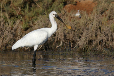 Eurasian Spoonbill - (Platalea leucorodia)