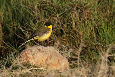 Black-headed Wagtail - (Motacilla flava feldegg)