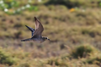 Pacific Golden Plover - (Pluvialis fulva)