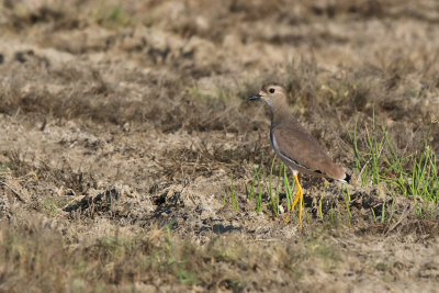 White-tailed Lapwing - (Vanellus leucurus)