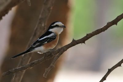 Masked Shrike - (Lanius nubicus)