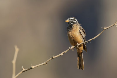 Cinnamon-breasted Bunting - (Emberiza tahapisi)