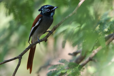 African Paradise Flycatcher - (Terpsiphone viridis)