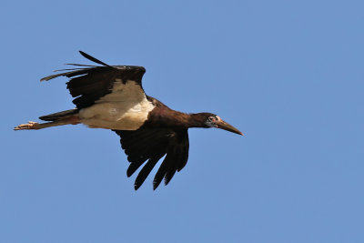 Abdims Stork - (Ciconia abdimii)