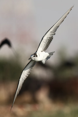 Black Tern - (Chlidonias niger)