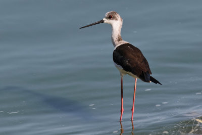 Black-winged Stilt - (Homanyopus himantopus)