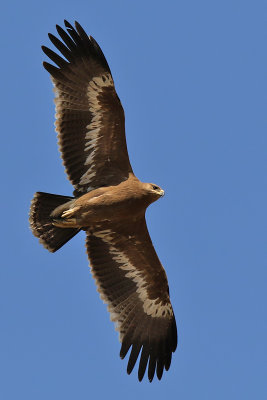 Steppe Eagle - (Aquila nipalensis)