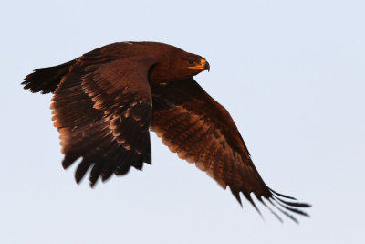 Steppe Eagle - (Aquila nipalensis) 