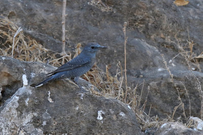  Blue Rock Thrush - (Monticola solitarius)