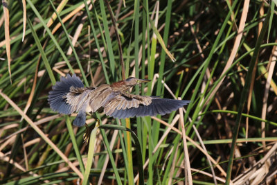 Yellow Bittern - (Ixobrychus sinensis)