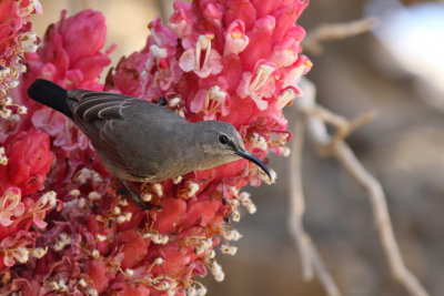 Shining sunbird - (Cinnyris habessinicus)